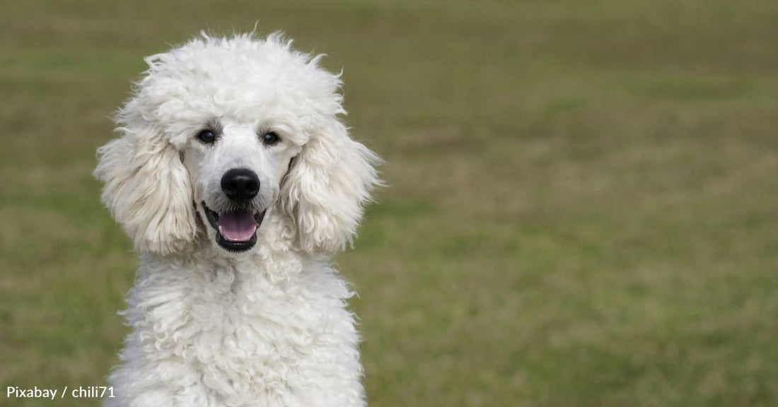 10 Fun Facts About the Entertaining, Lovable Poodle