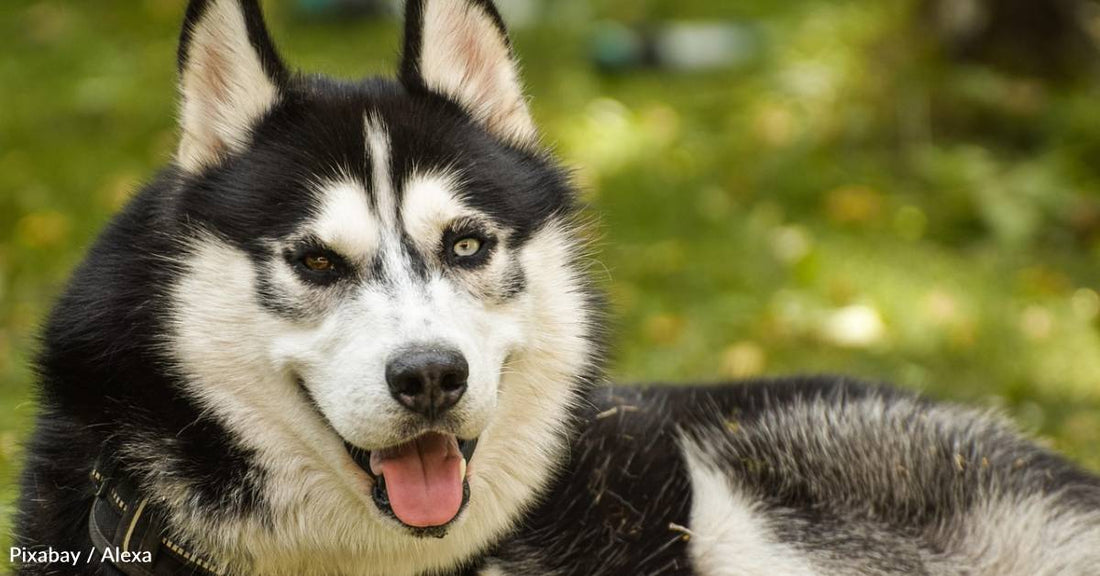 10 Fun Facts About the Siberian Husky