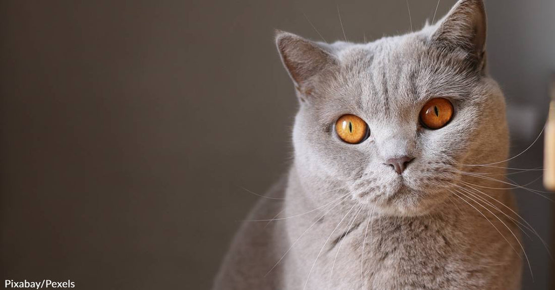 Not-So-Guilty Pleasure: Cat Videos & Images Drive Positive Feelings in Humans