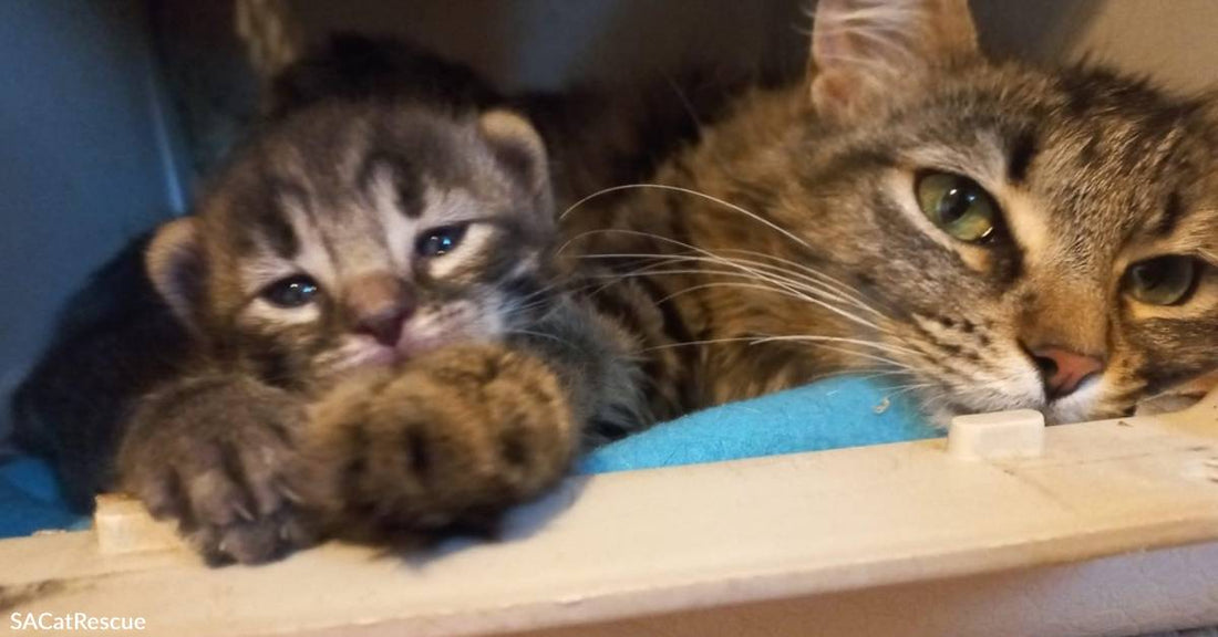 Sweet Young Cat Rescued from Streets is Through with Mothering & Wants a Human Family Now