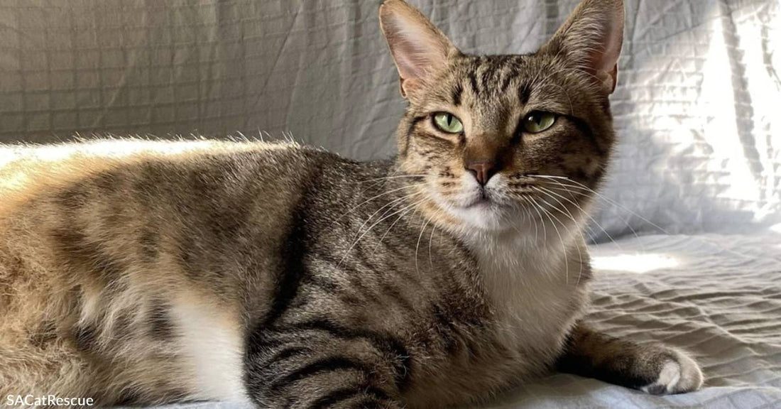 Outdoor Kitty Makes the Switch to Indoor Life & Doesn't Care to Look Back