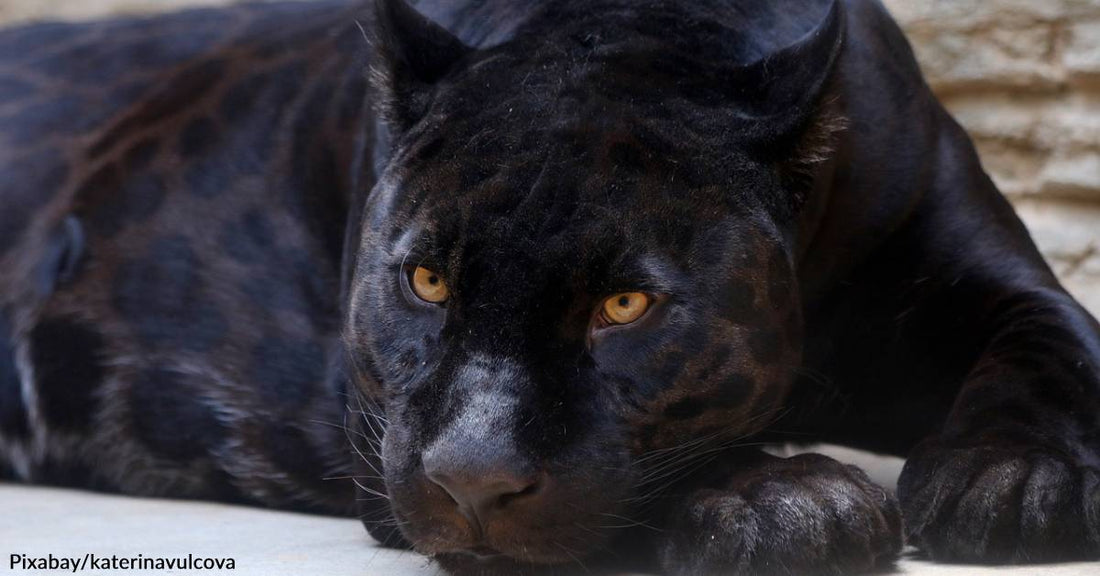 UK Residents Continue to See Large Black Wildcats, & Now Hairs Have Been Found Pointing to their Existence
