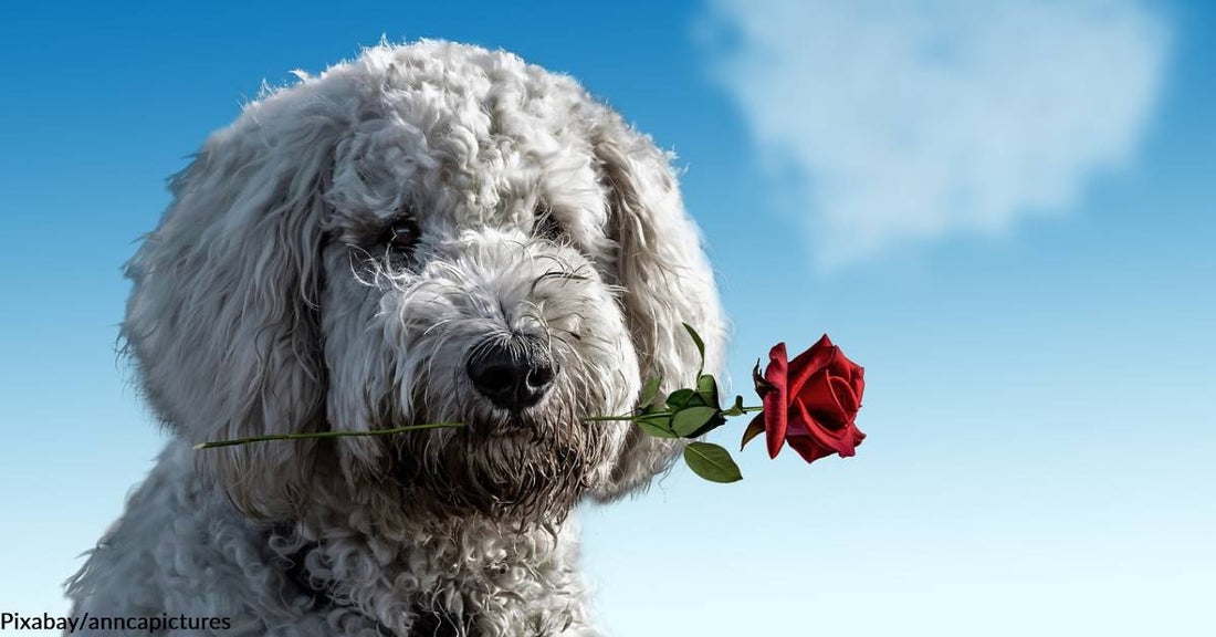 Animal Lovers in the Philippines are Booking Valentine's Dates with Shelter Dogs