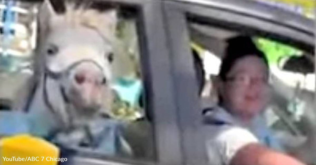 Hysterical Video Captured of a Horse in a Car at a McDonald's Drive-Thru in New South Wales