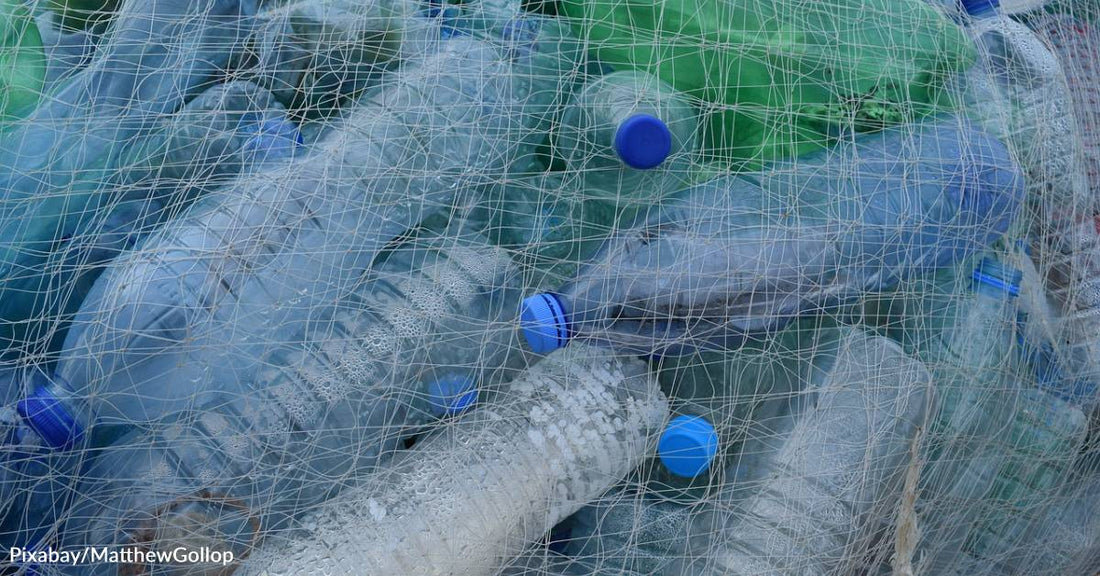 Paws on Plastic Program Encourages Dog Walkers to Help the Environment