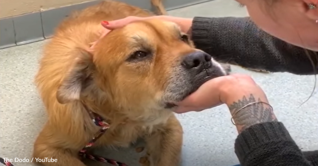 Senior Dog Given Weeks To Live Defies All Odds After Being Rescued From The Pound