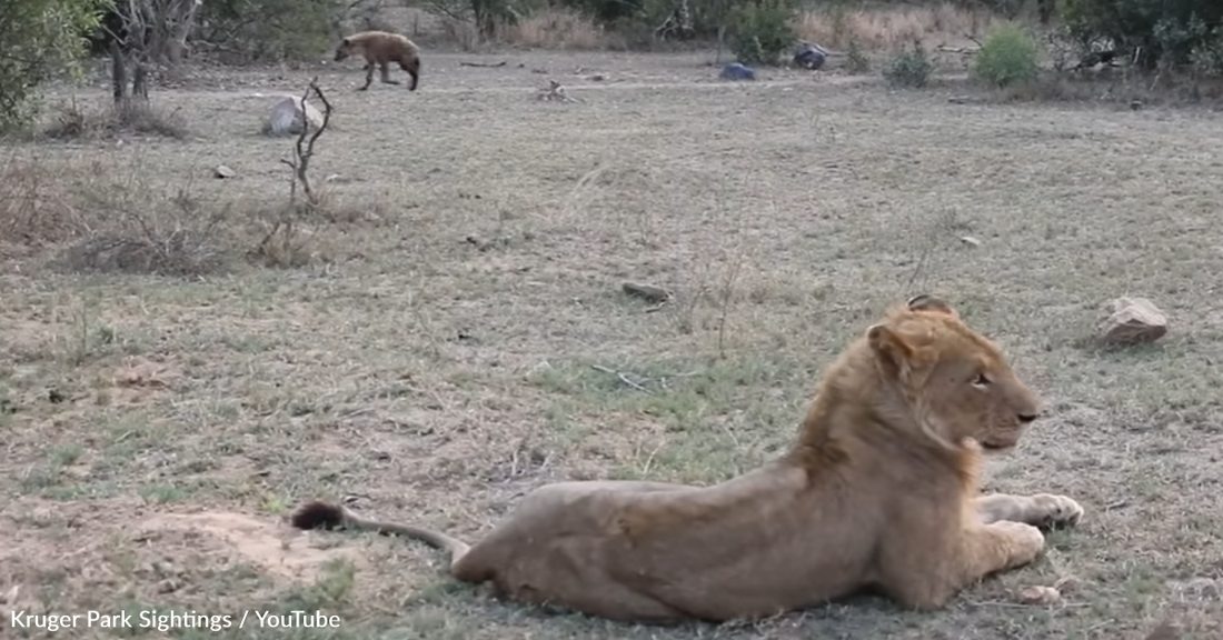Elephant Saves Injured Lion From Hungry Hyenas