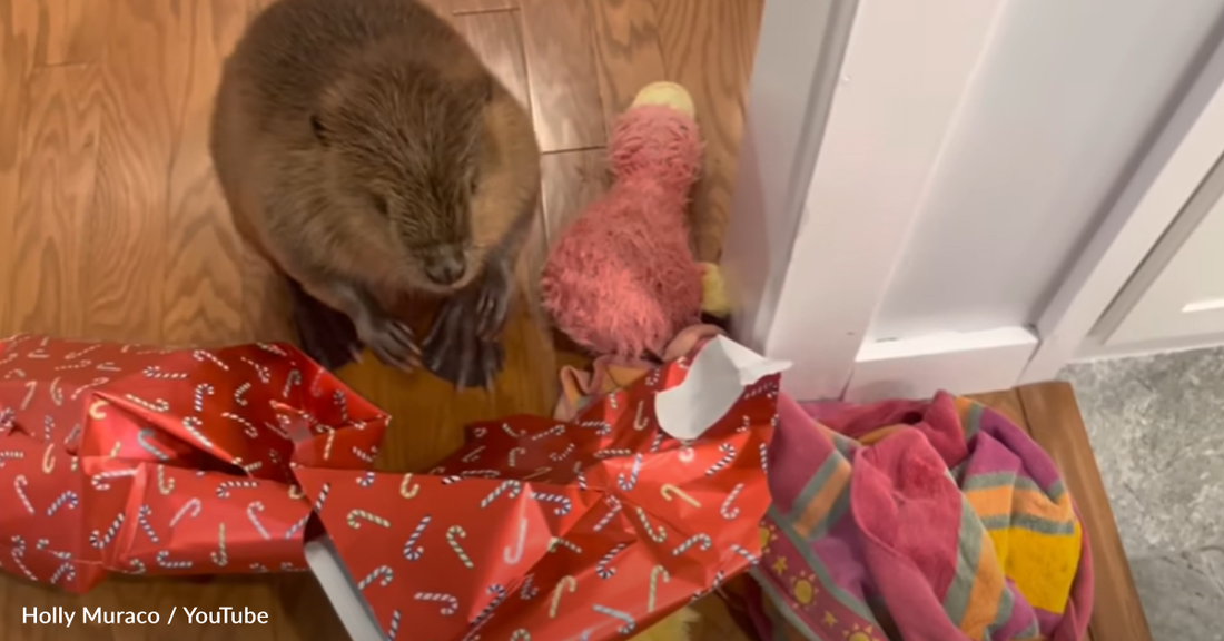 Rescue Beaver Creates Indoor Dam Using Holiday Decorations