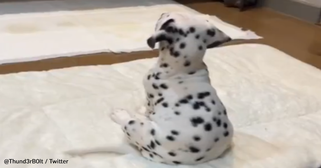 Dalmatian Puppy Eagerly Watches "101 Dalmatians" On TV