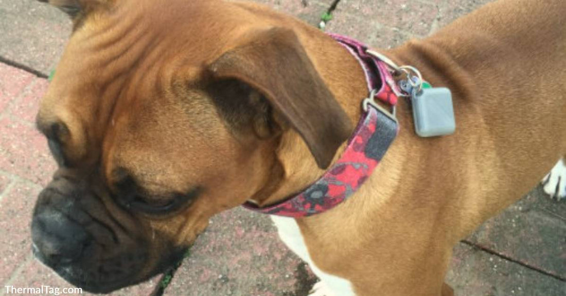 Thermal Tags for Pets Work with an App to Keep Track of Rising Body Temps