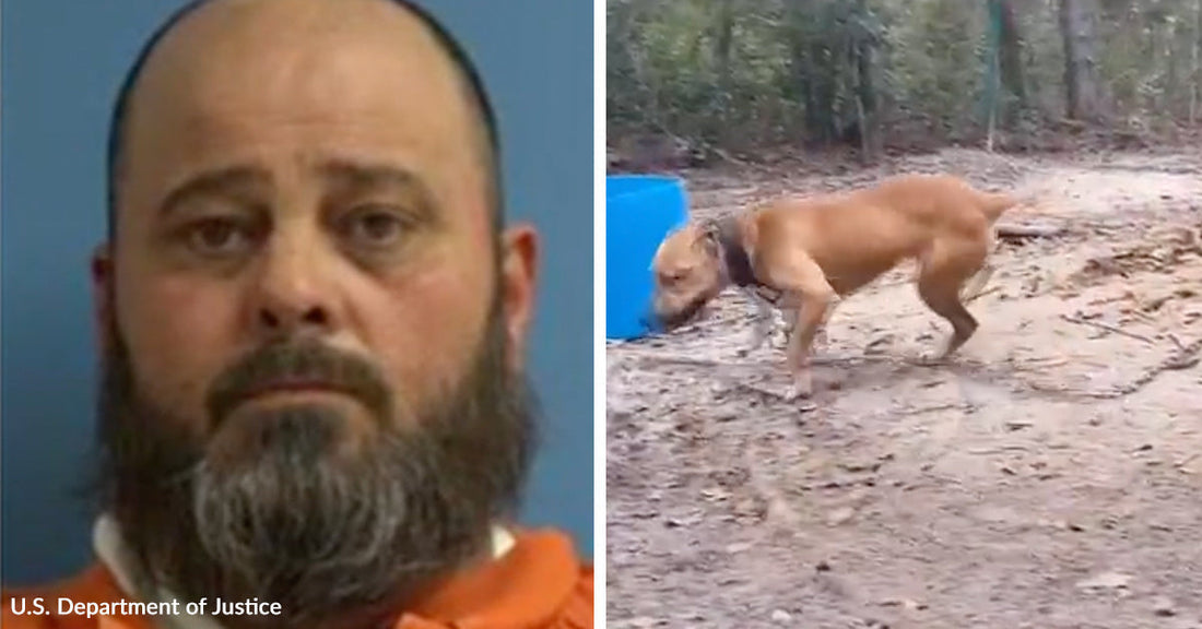 Split image showing a mugshot-style portrait of a bearded man beside a thin brown dog walking outdoors on sandy ground.