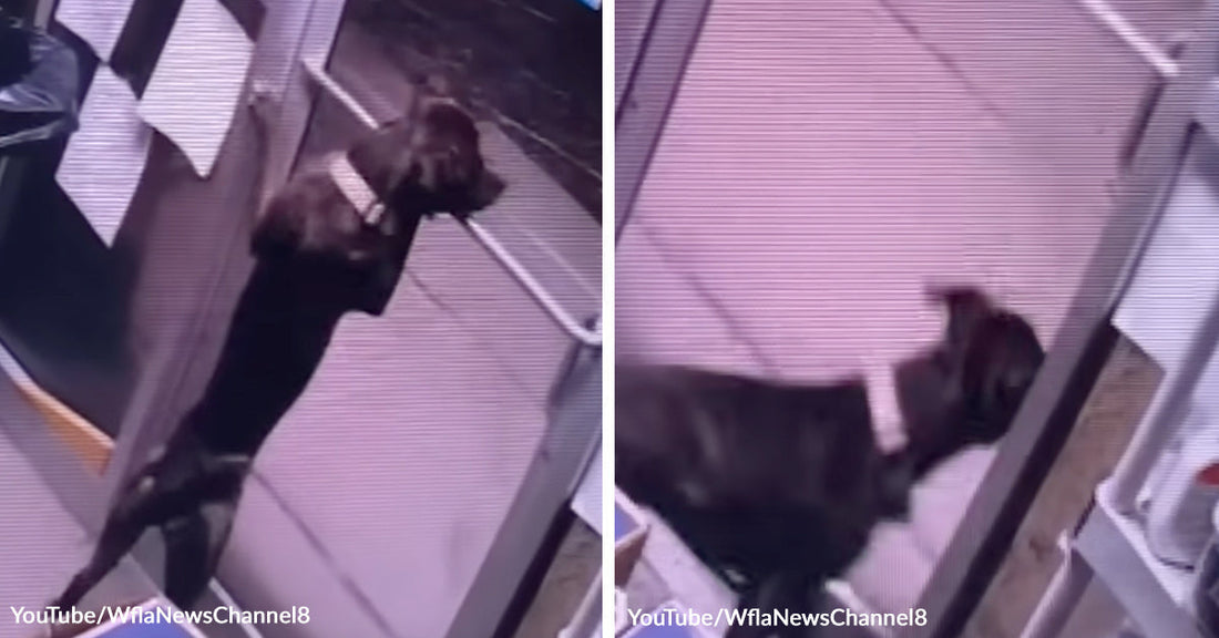 Side by side image of a black dog opening a door and walking out.