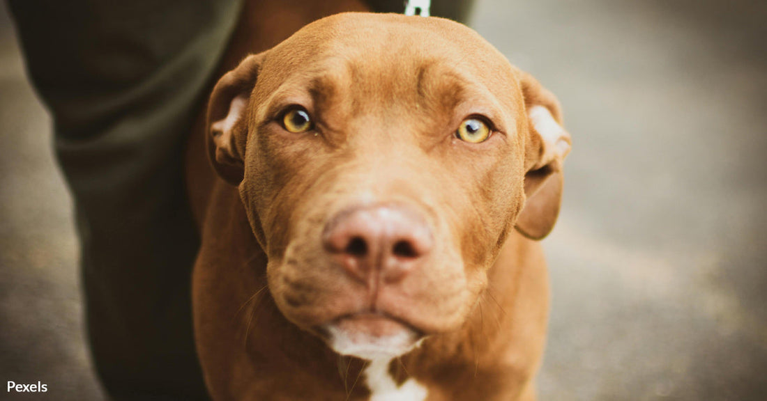 Nearly 200 Dogs Rescued From Ex-NFL Star's Brutal Dogfighting Empire