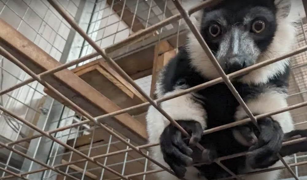 UK Zoo Accused of Letting Animals Suffer in Overcrowded Pens