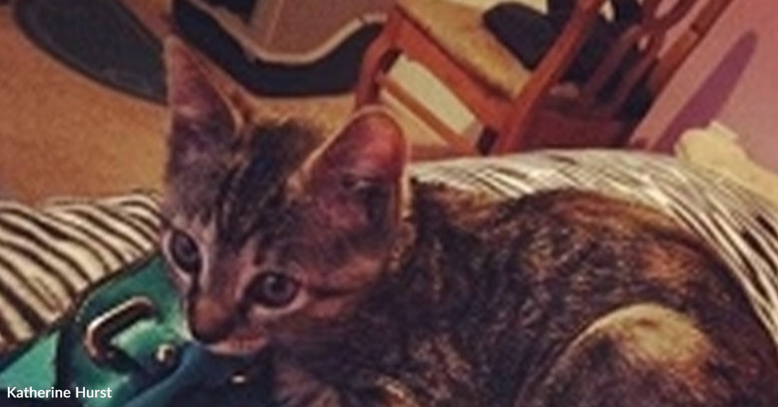 A small tabby kitten with large ears rests on a couch cushion, looking alert with wide eyes.