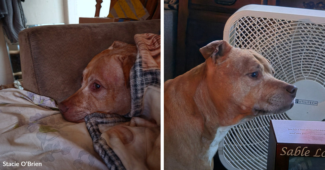 Split image shows a tan dog tucked under blankets on a bed and the same dog sitting beside a box fan indoors.