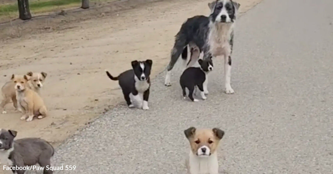 An adult dog stands on a rural road while several small puppies sit and stand nearby, facing the camera.