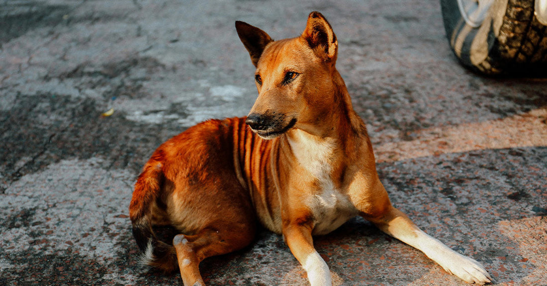 A relaxed brown dog sitting on a textured surface, looking off to the side.
