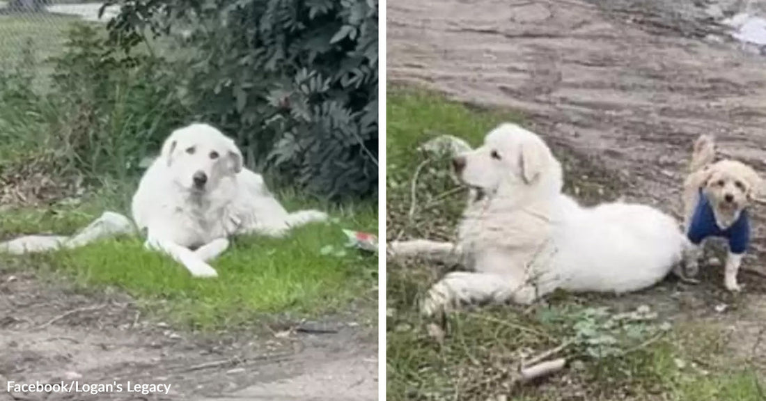 Large white dog lies on grass near bushes, with a much smaller dog standing beside it in the second frame.