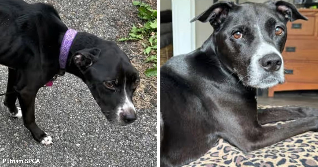 Black dog wearing a purple collar standing on a paved path and looking downward; Right: Older black dog with a graying muzzle lying on a patterned bed indoors, looking toward the camera.