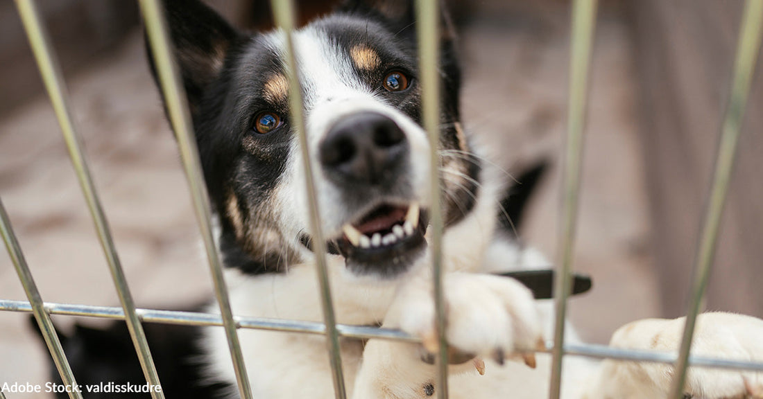 10 Reasons Why You Should Adopt a Mutt from Your Local Shelter