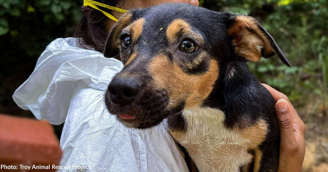 Rescuers Return Daily to Save Dogs & Puppies from Deplorable Conditions at Alabama Property