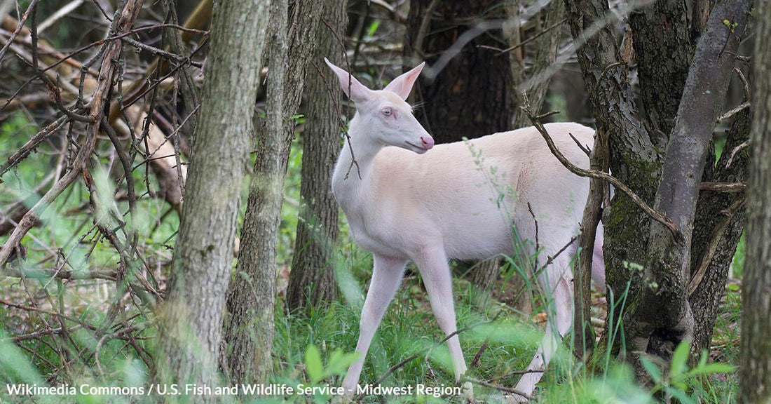Iowa Family Stunned by Once in a Lifetime Encounter With Albino Deer