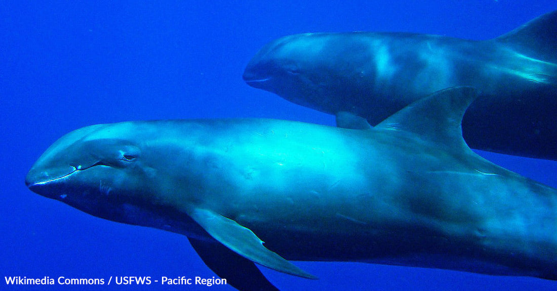 Massive Marine Reserve Sacrificed for Tuna Industry Profits