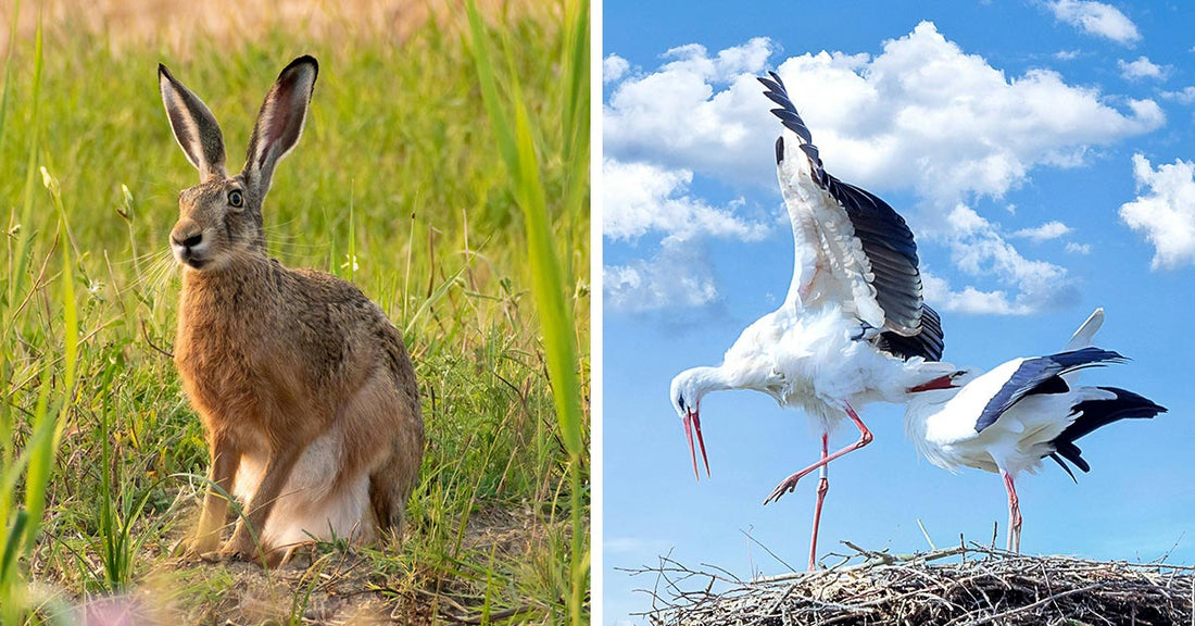 Wildlife's Secret Weapons Against Deadly Heatwaves Are Pure Genius