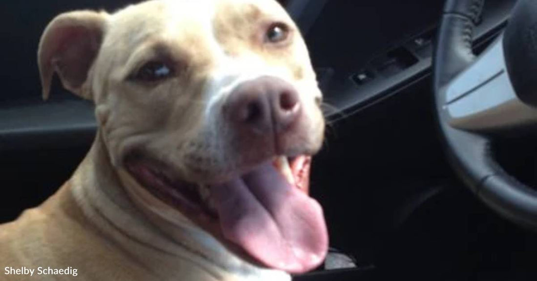 Couple Asked to Watch Undernourished, 'Suspiciously Scratched' Dog