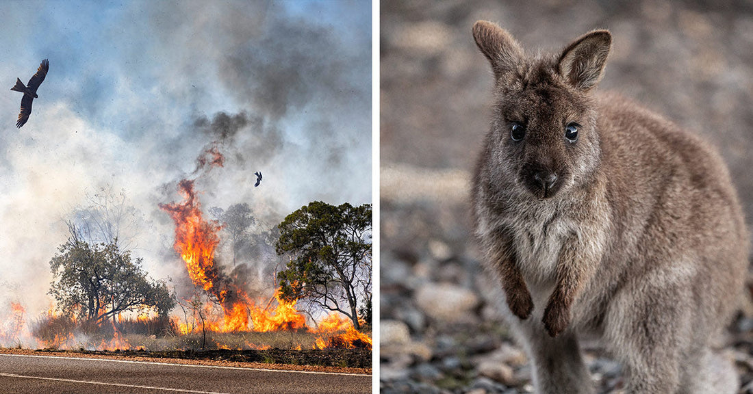 Split image shows a bushfire burning along a roadside on the left, and a young wallaby on the right, highlighting the impact of fires on wildlife.