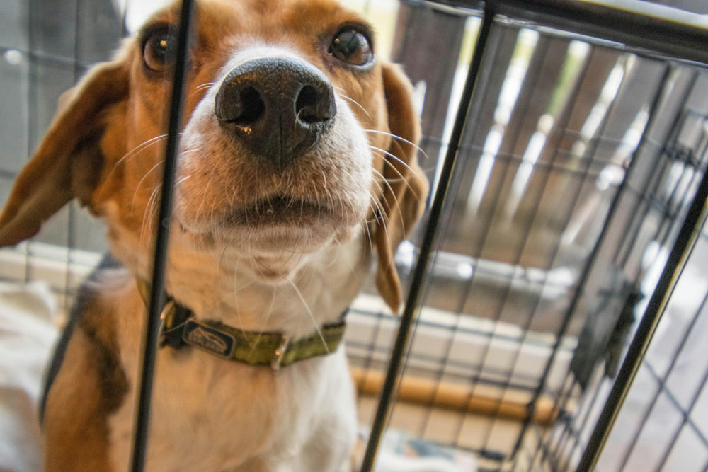 Silent Suffering — The Dark Truth Behind Debarking Dogs