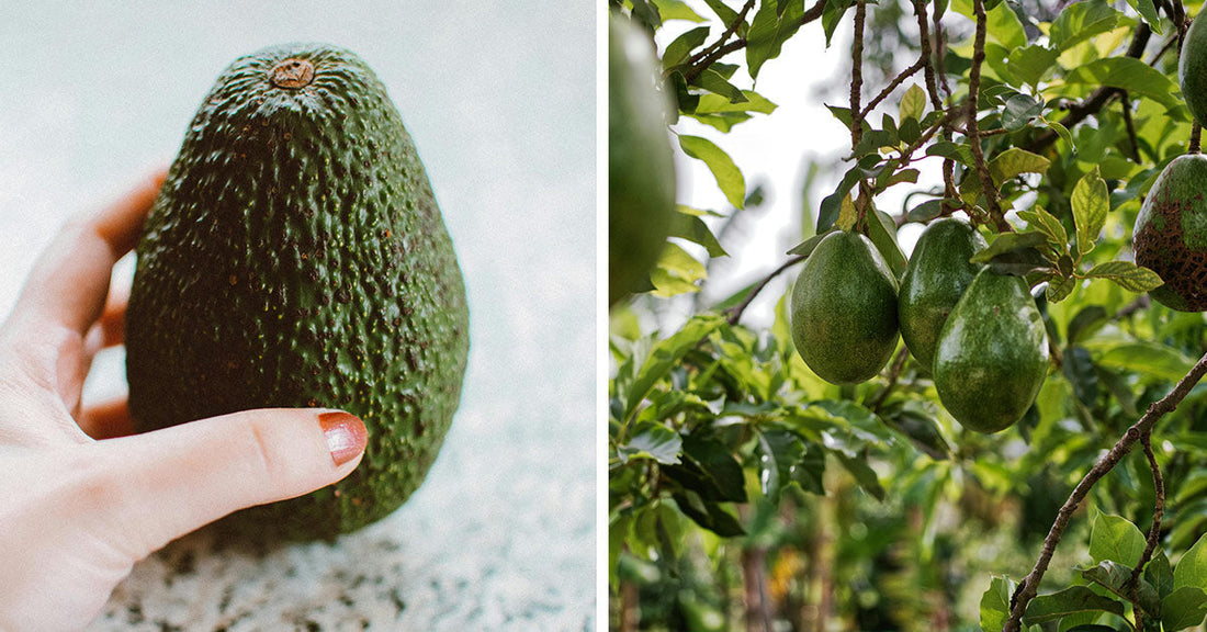 Side-by-side images of a hand holding a ripe avocado and avocados growing on a tree.