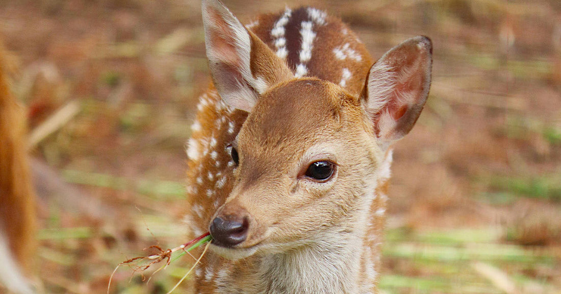 Police Officer Revives Newborn Fawn After Deadly Collision Kills Mother