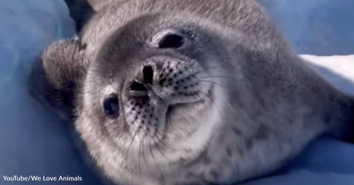 Baby Seals Make The Cutest Little Puppy Noises, And You Need To Hear T 