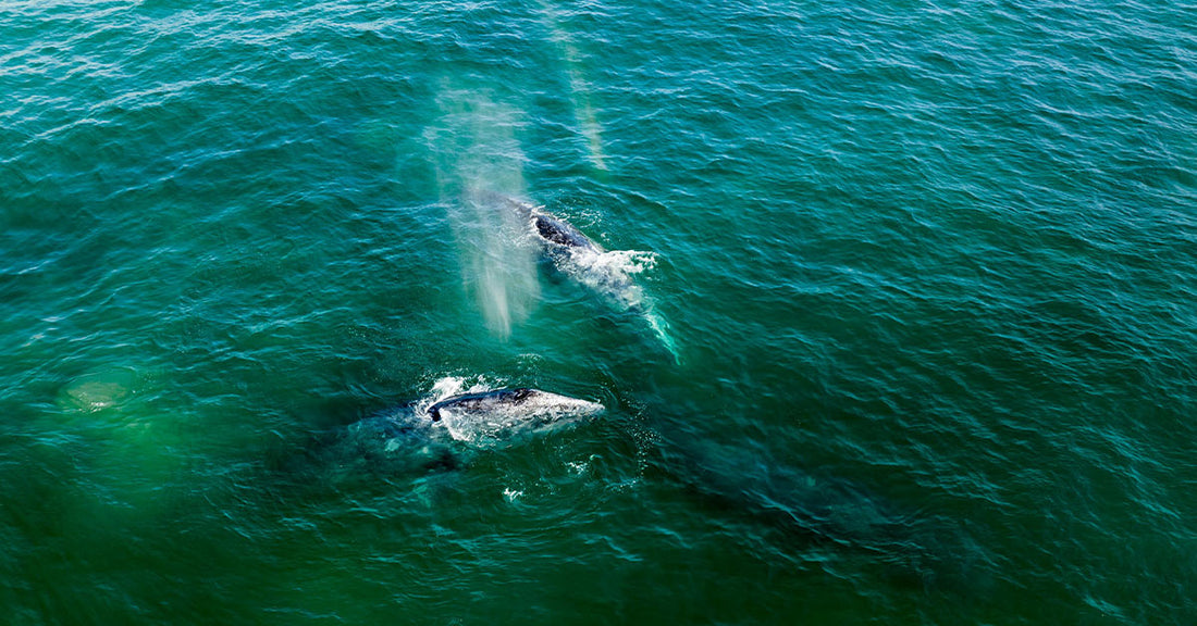 Two whales are swimming in deep green ocean waters, with water spouts visible.