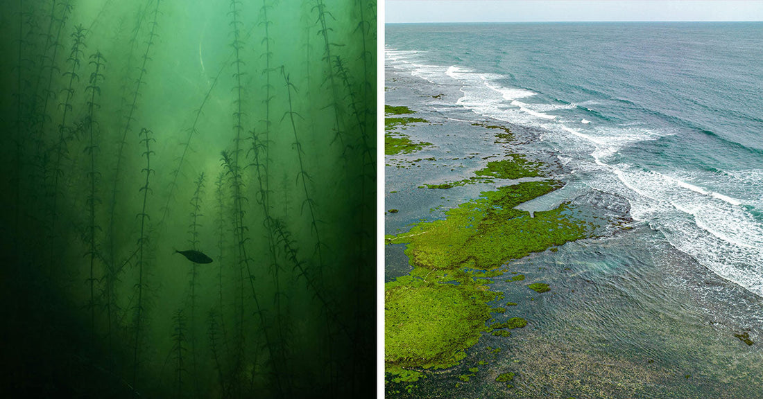 Cyanobacteria Take Over Baltic Sea in Alarming Green Invasion