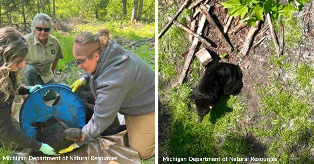 Wildlife Rescuers Free Bear After Two Years of Suffering In Plastic Lid