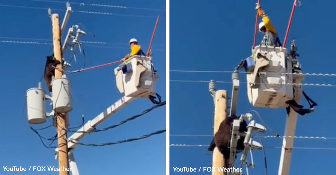 A bear climbs a utility pole while a worker is above.