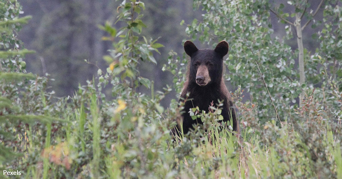 What Happens When Bears Emerge From Hibernation Hungry And Ready To Roam