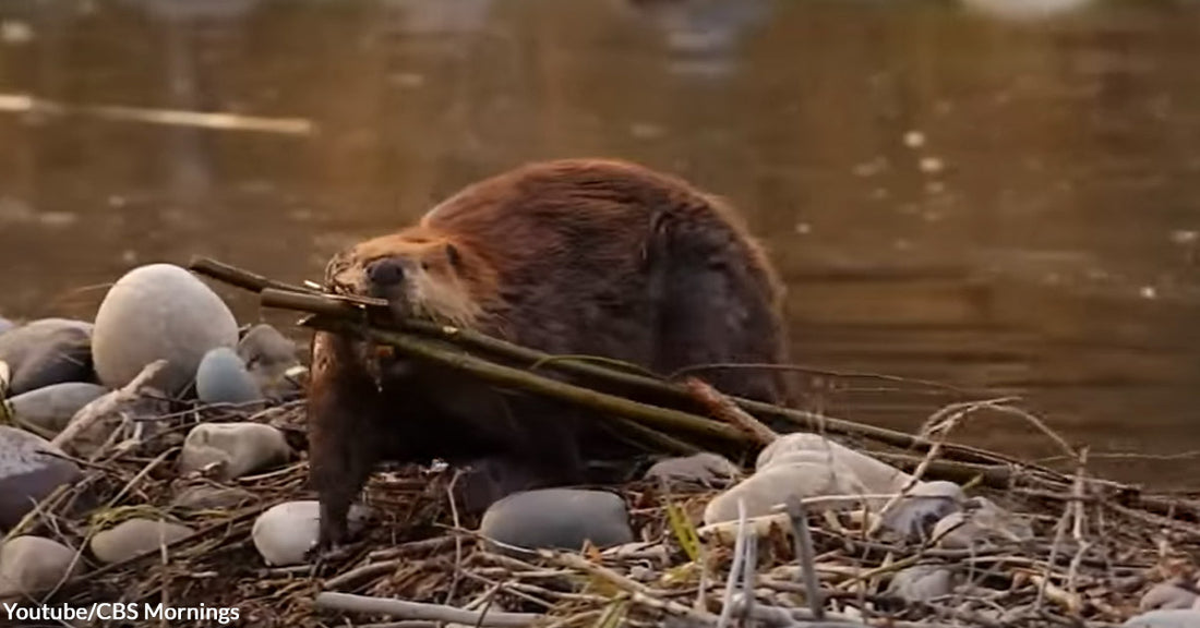 The Importance of Beavers to the Ecosystem and Their Role as Nature’s Firefighters
