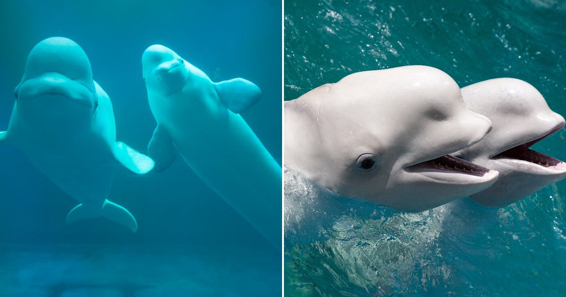 On the left, two beluga whales swim together underwater in blue depths; on the right, two beluga whales surface with open mouths in turquoise water.