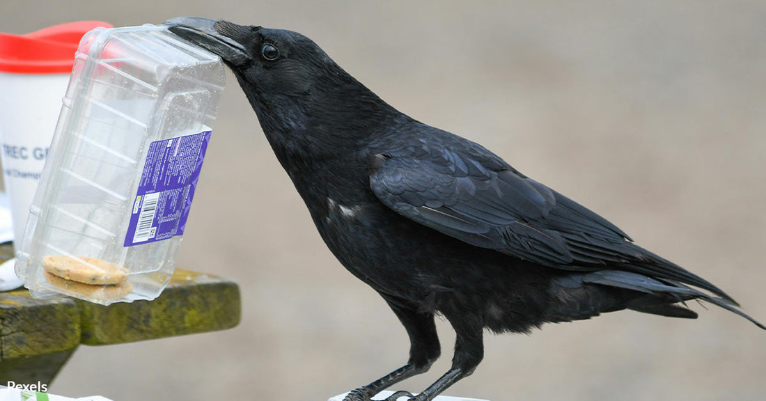 American Birds Are Filled With Microplastics, Study Shows