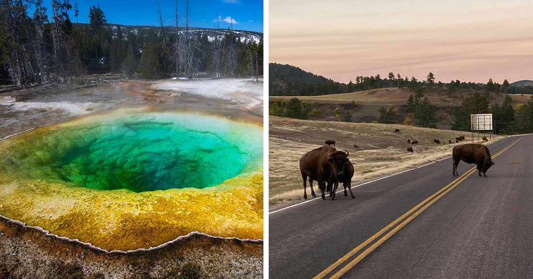 Tourists Watch in Horror as Bison Boils Alive at Yellowstone Park's Grand Prismatic Spring