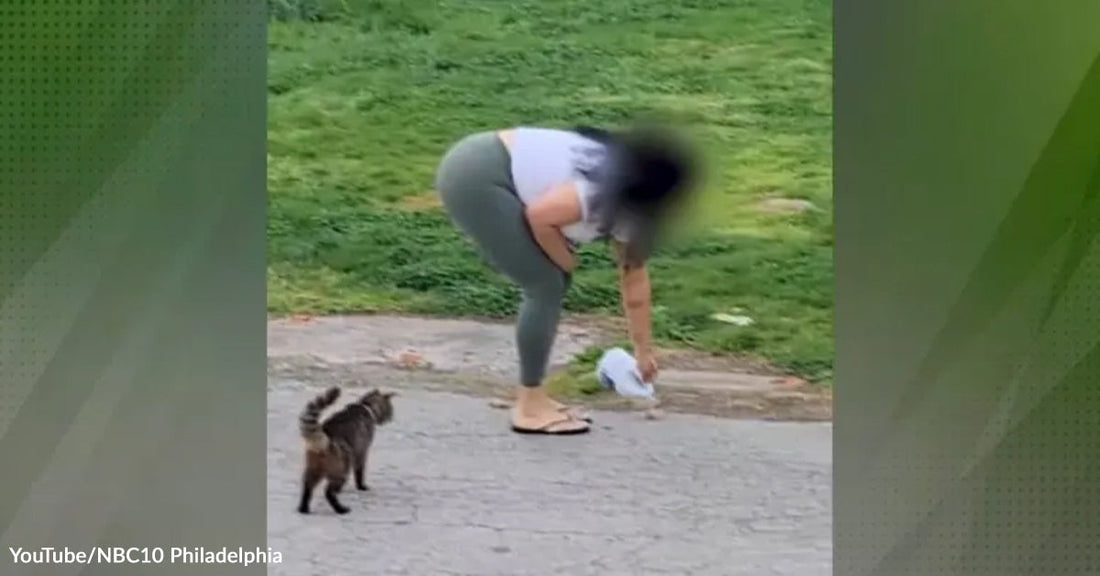 Woman Charged After Bleach Was Poured On Food Left For Neighborhood Cats