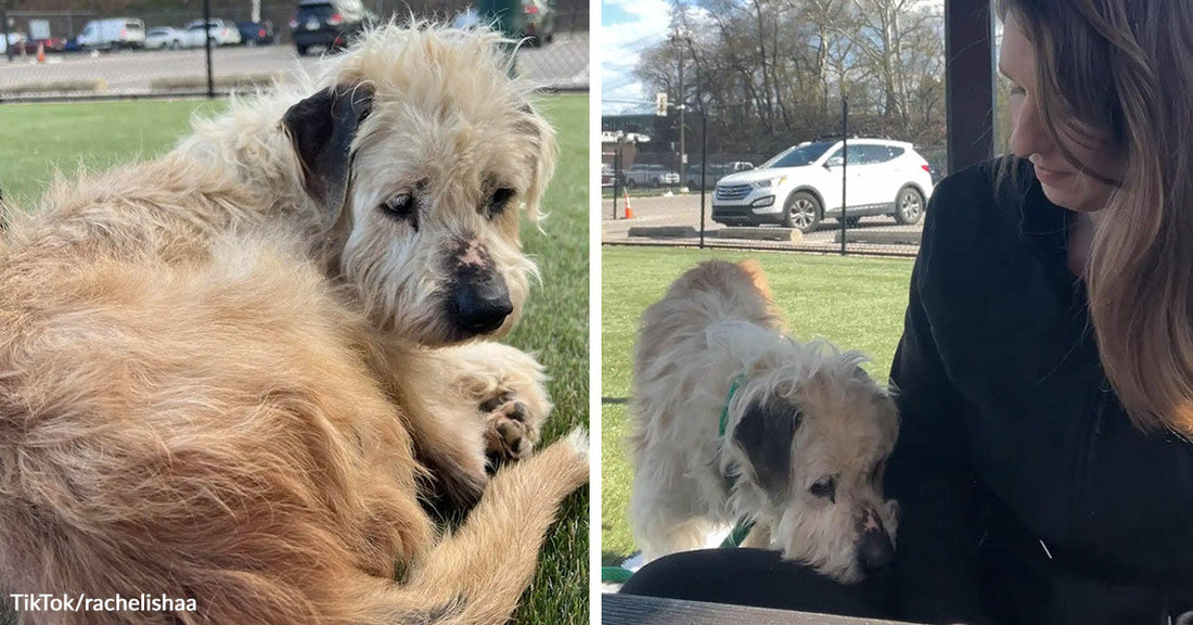 Split image of a scruffy tan dog curled up on grass, then gently approaching a seated woman outdoors.