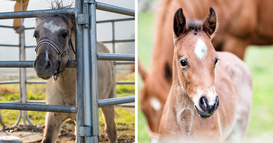Split image showing a foal behind metal fencing on one side and a young foal standing near an adult horse in a pasture on the other.