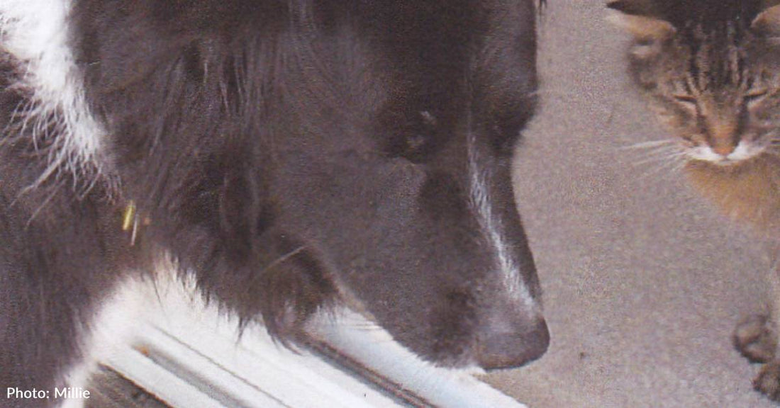 Woman Rescues Dog and Cat From Different Rest Areas