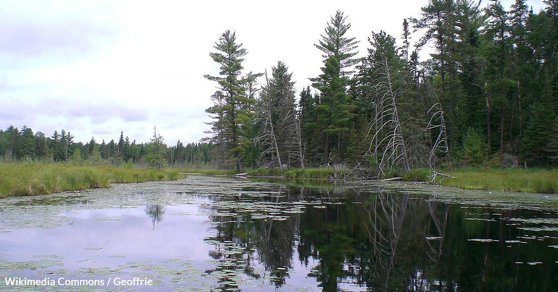 Copper Mines Threaten to Poison America's Most Pristine Wilderness