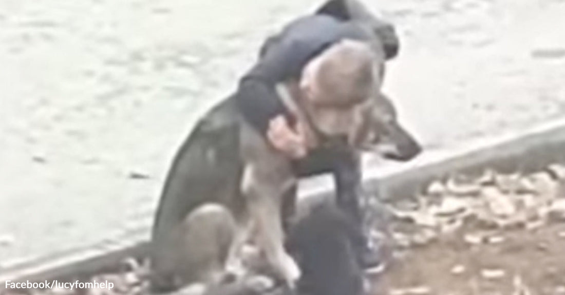 A young child in a dark coat hugs a large dog sitting beside a body of water, wrapping their arms around the dog’s neck near the shoreline.